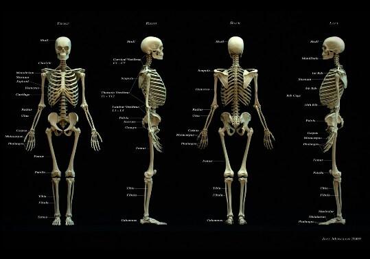 que es anatomia humana